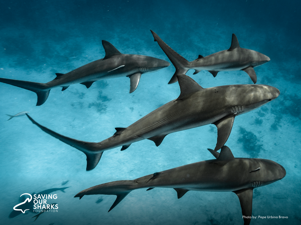 Tú también puedes convertirte en un Shark Hero.